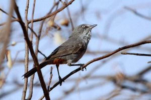 Capskaya sinjka slavka: опис, фото та відео Capskaya sinjka slavka: опис, фото та відео